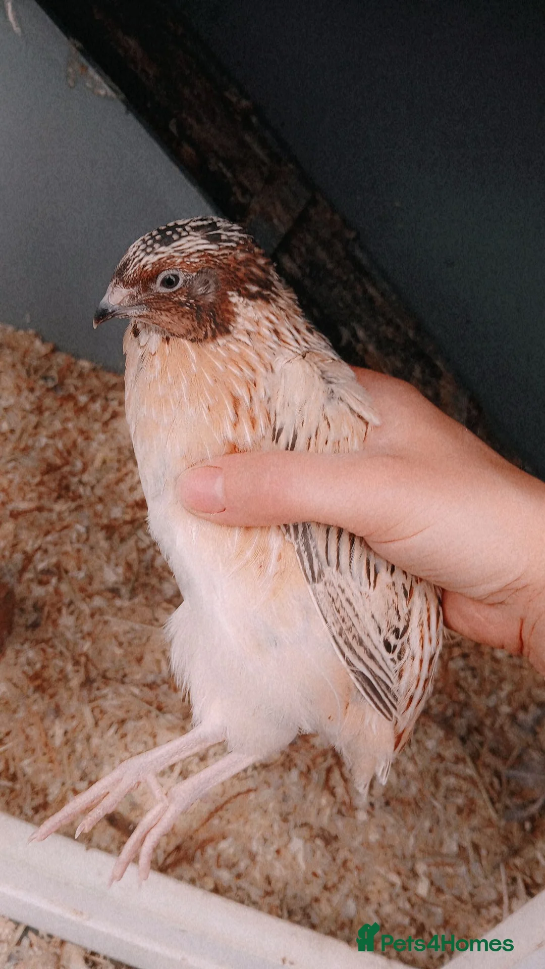 Quail poultry for sale: Male Coturnix Quail in Worksop - Advert 2