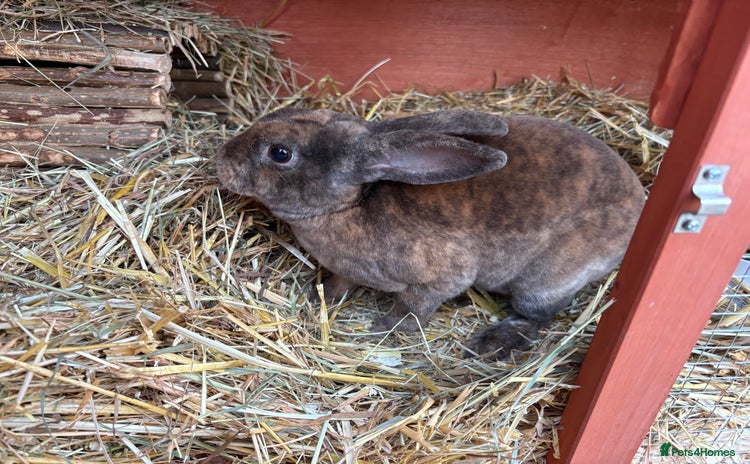 Rex rabbits - Advert 5