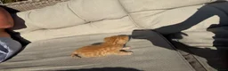 Mixed Breed cats for sale: 4 beautiful kittens for sale - Advert 9