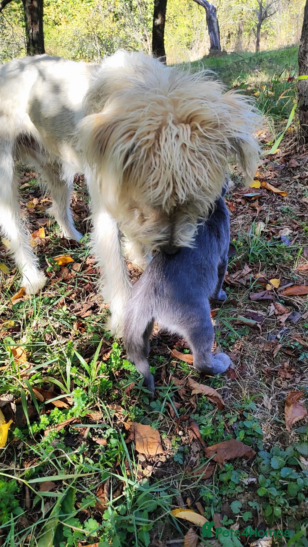 Mixed Breed dogs for adoption: Randolph, 2 - 3 yrs. Available for adoption. - Image 14