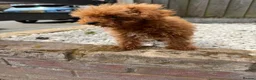 Toy Poodle dogs for sale: Small  **  Asian Poodle Boy in Grays - Advert 11