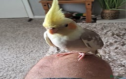 Cockatiels birds for sale: Hand reared baby cocktail very nice bird  - Image 3