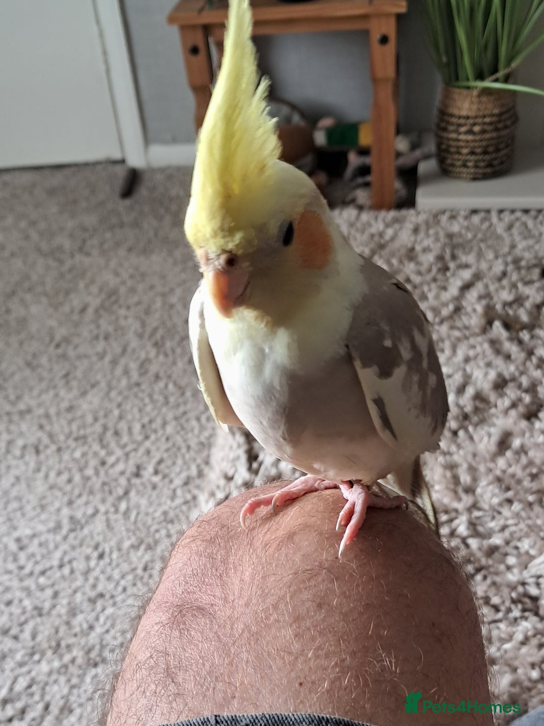 Cockatiels birds for sale: Hand reared baby cocktail very nice bird  - Image 3