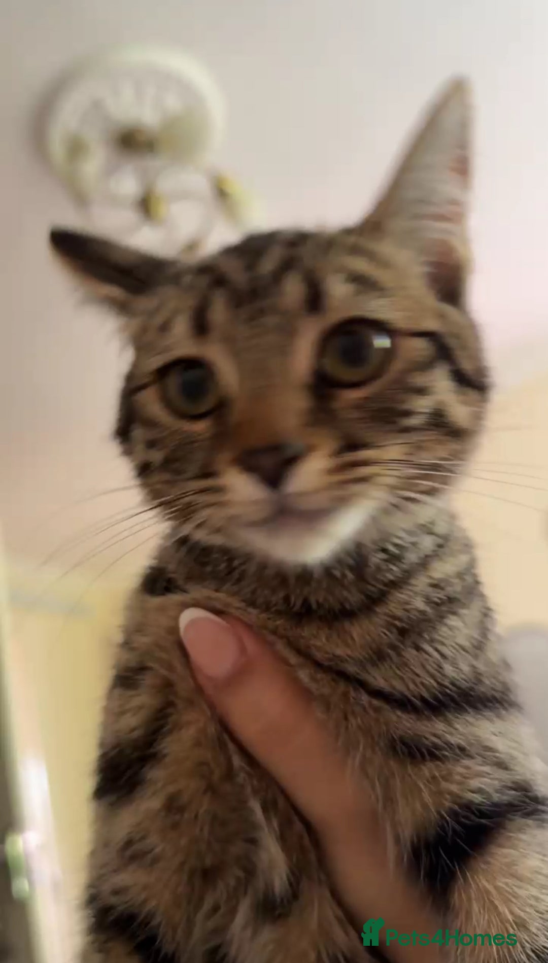 American Shorthair cats for sale: Mother and gorgeous kitties for sale🐾 - Advert 8