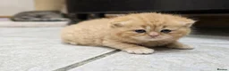 British Shorthair cats for sale: Beautiful Ginger Girl Tabby BSH Kitten - Advert 12