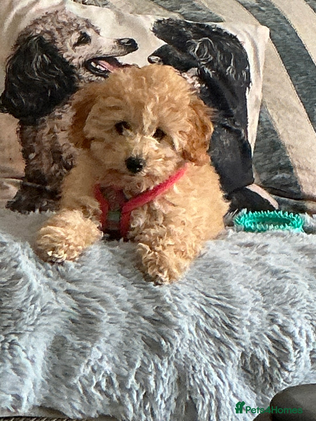 Mixed Breed dogs for sale: Toy/mini female poodle pup - Image 3