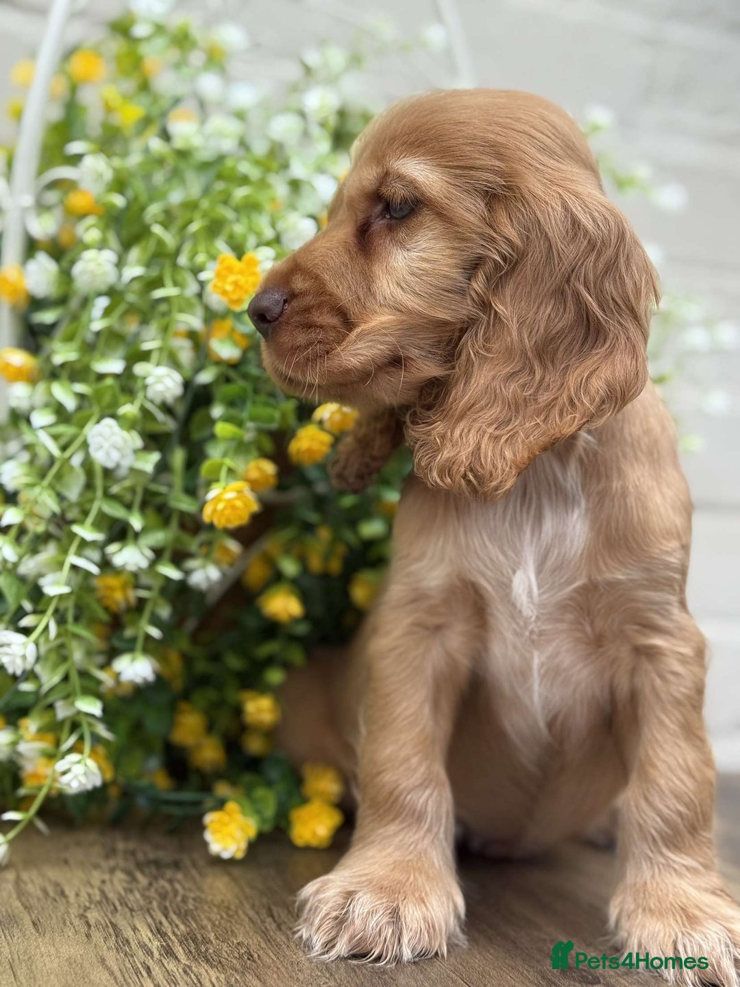 Cocker Spaniel dogs for sale: Showtype cocker spaniels  - Image 5
