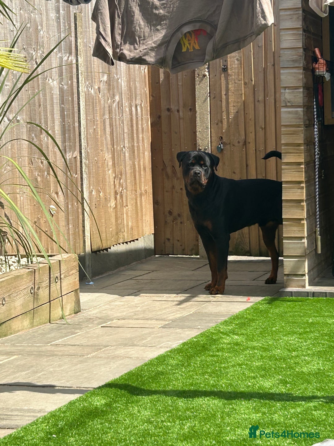Rottweiler dogs for stud: Pablo in Birmingham - Advert 2