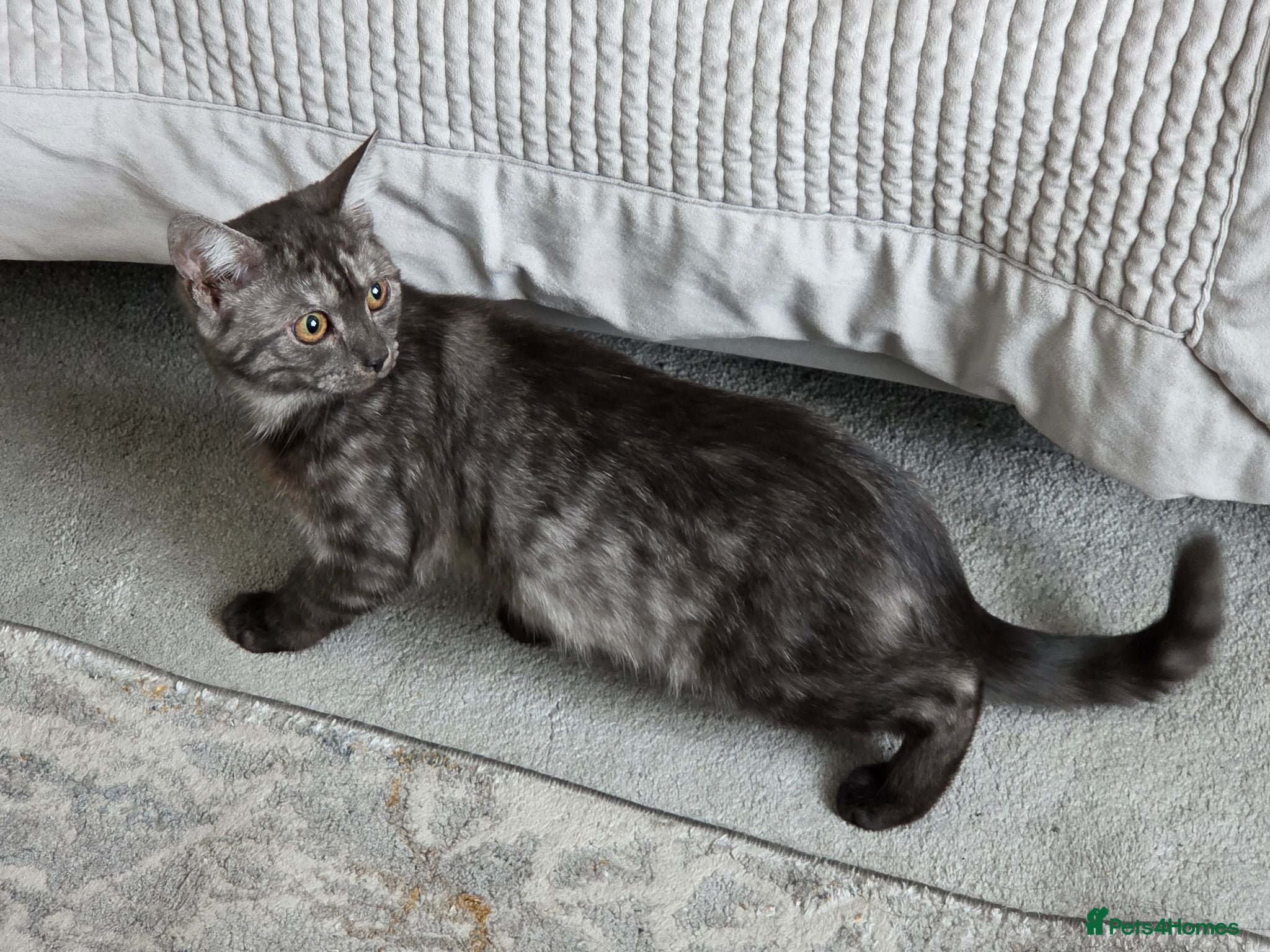 British Shorthair cats 3 gorgeous Kittens born to a BSH mother  - Advert 1