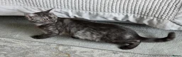 British Shorthair cats for sale: 3 gorgeous Kittens born to a BSH mother  - Advert 2