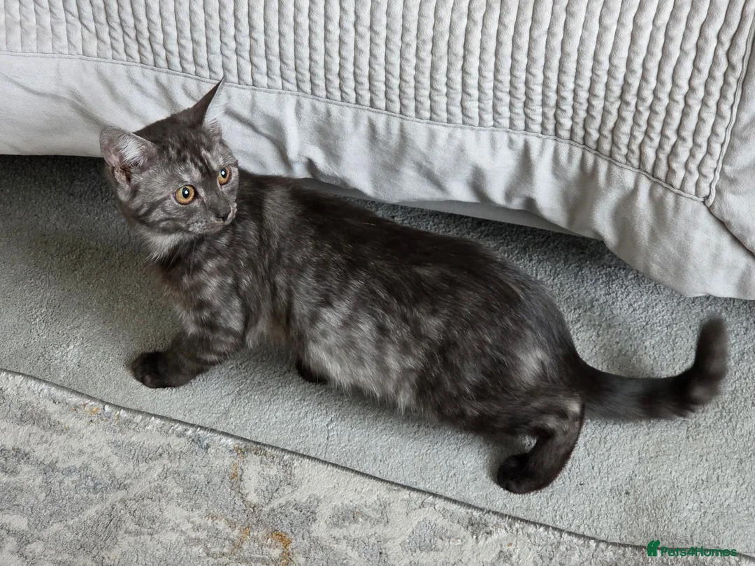 British Shorthair cats for sale: 3 gorgeous Kittens born to a BSH mother  - Advert 2