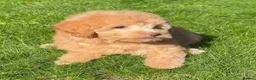 Labradoodle dogs for sale: READY NOW! Mini Labradoodles Health tested parents in Leicester - Advert 23