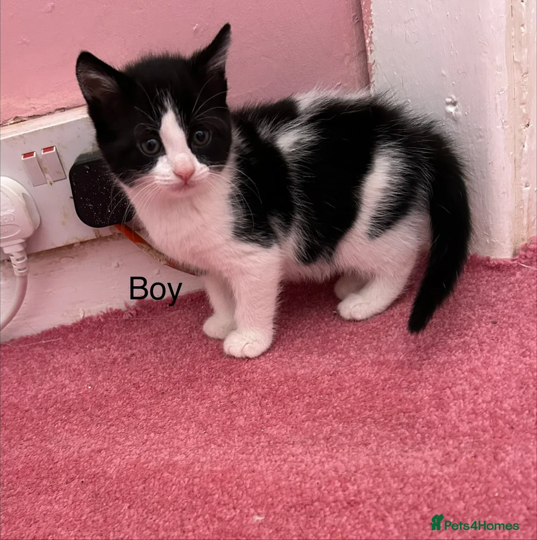 Mixed Breed cats for sale: Kittens  - Advert 2
