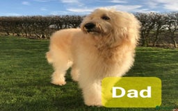 Goldendoodle dogs for stud: Beautiful large goldendoodle for stud - Image 8