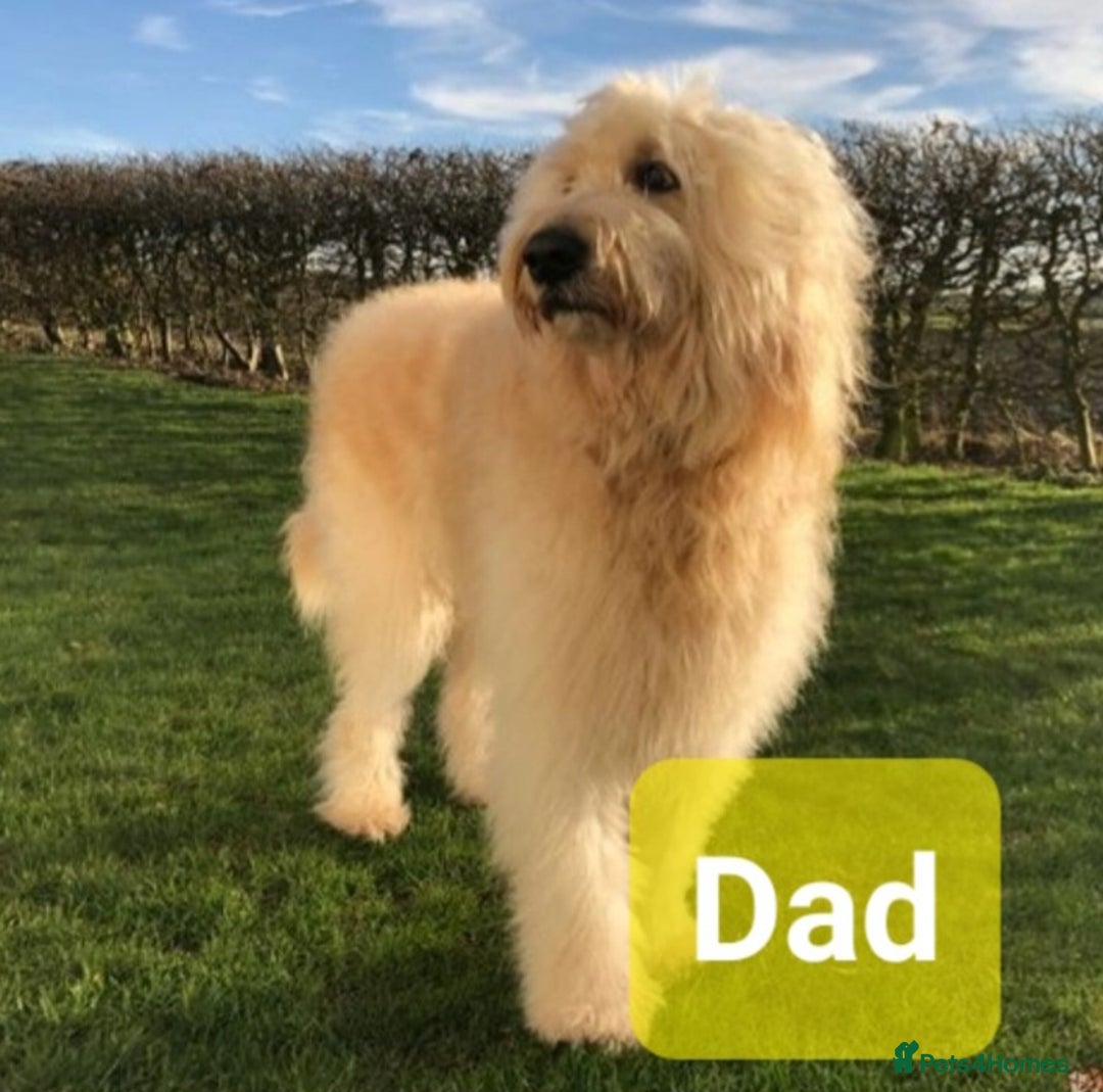 Goldendoodle dogs for stud: Beautiful large goldendoodle for stud - Image 8