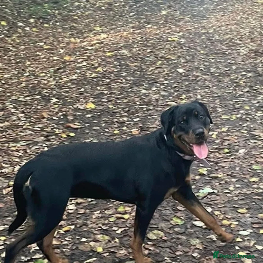 Rottweiler dogs for sale: Lottie the Rottie - Advert 2