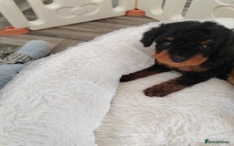 Cavapoo dogs for sale: TOY CAVAPOO DNA TESTED PARENTS AND GRANDPARENTS  - Image 36