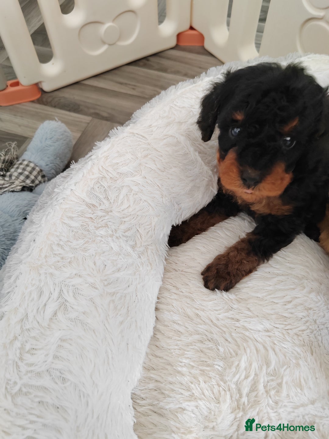 Cavapoo dogs for sale: TOY CAVAPOO DNA TESTED PARENTS AND GRANDPARENTS  - Image 36