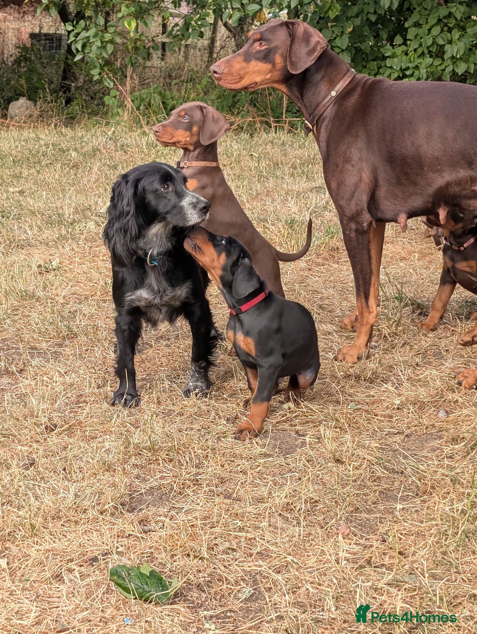 Dobermann dogs KC REGISTERED DOBERMANN PUPS – EXCEPTIONAL LITTER - Advert 1