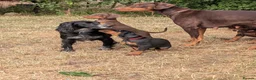 Dobermann dogs for sale: KC REGISTERED DOBERMANN PUPS – EXCEPTIONAL LITTER - Advert 1