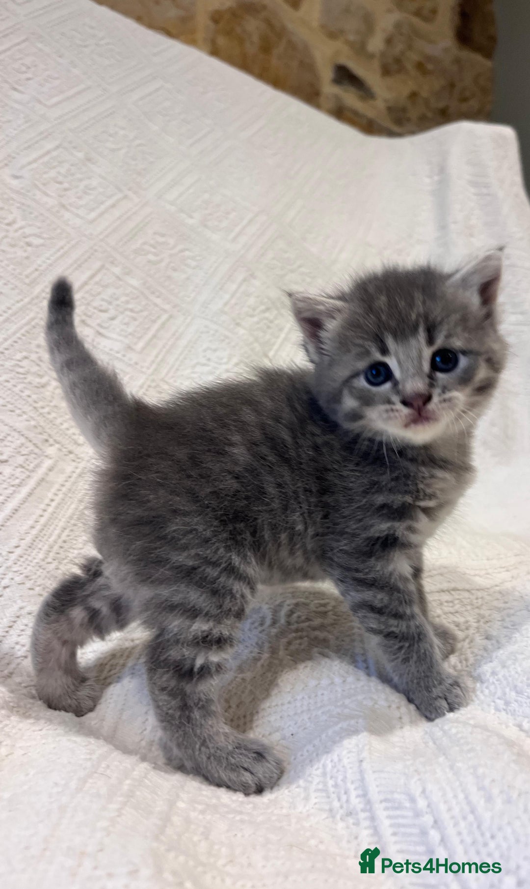 Maine Coon cats for sale: Maine coon x bsh. READY 14th BUT CAN HOLD - Advert 6