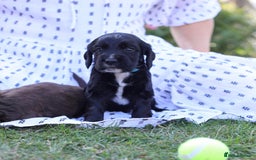Cocker Spaniel dogs for sale: Adorable cocker spaniel puppies  - Image 5