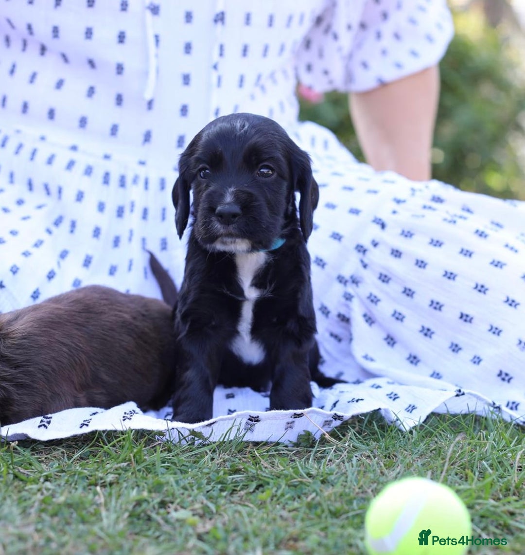 Cocker Spaniel dogs for sale: Adorable cocker spaniel puppies  - Image 5