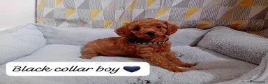 Black Collar Boy