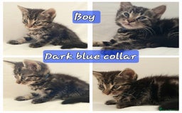 Mixed Breed cats for sale: 5 beautiful kittens for sale.Read the description. - Image 2