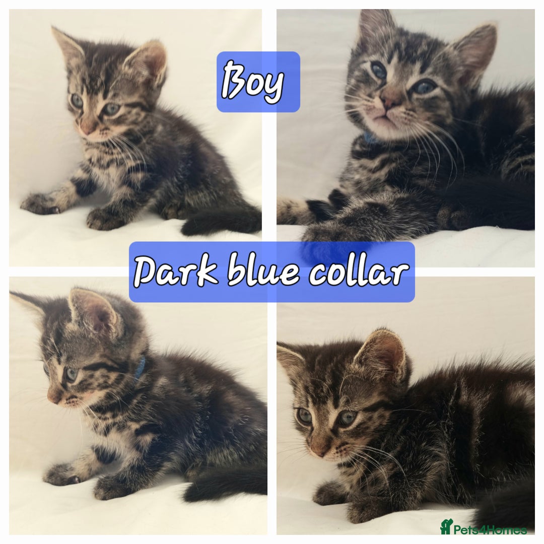 Mixed Breed cats for sale: 5 beautiful kittens for sale.Read the description. - Image 2
