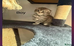 Scottish Fold cats for sale: scottish fold kittens  - Image 9