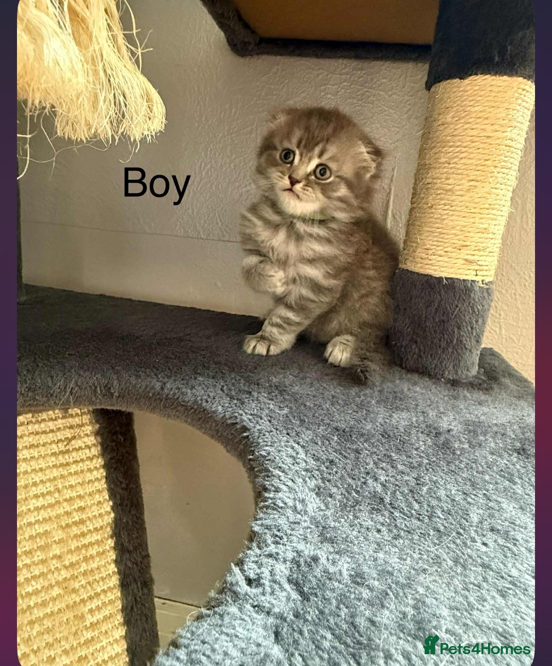 Scottish Fold cats for sale: scottish fold kittens  - Image 9
