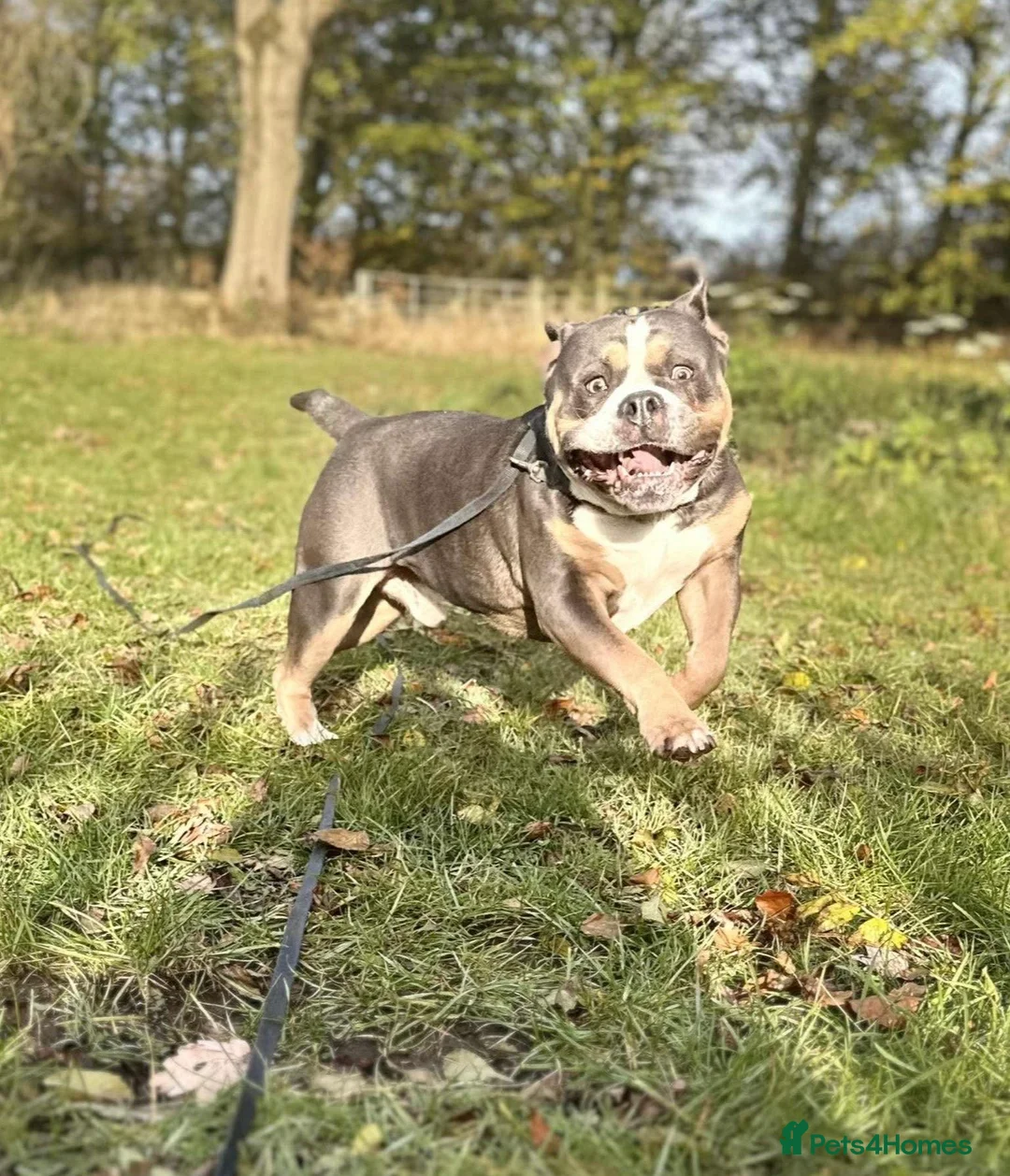 Olde English Bulldogge dogs for sale: Barney - Advert 2