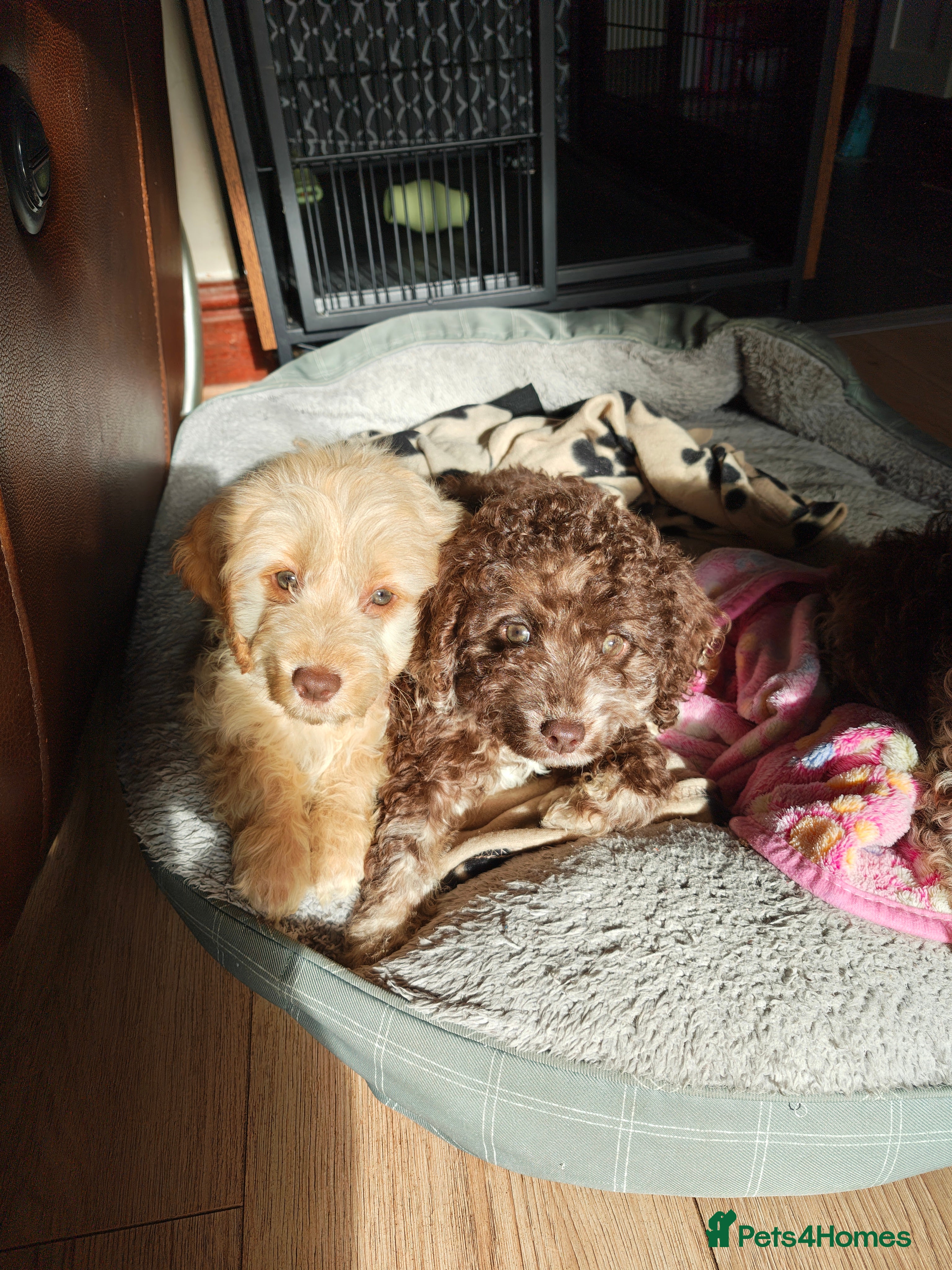 Cockapoo dogs Cockapoo READY FOR NEW HOME - Advert 8