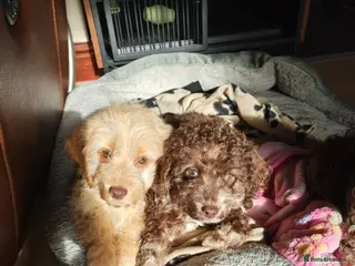 Cockapoo dogs Cockapoo READY FOR NEW HOME - Advert 8