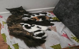 Mixed Breed cats for sale: 4 boys 2 girls - Image 1