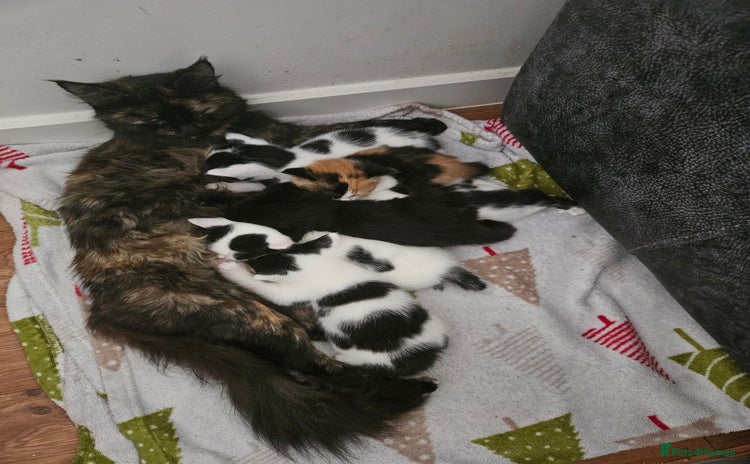 Mixed Breed cats - Advert 4
