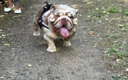 English Bulldog dogs for stud: Grizzly ready to stud  - Image 20