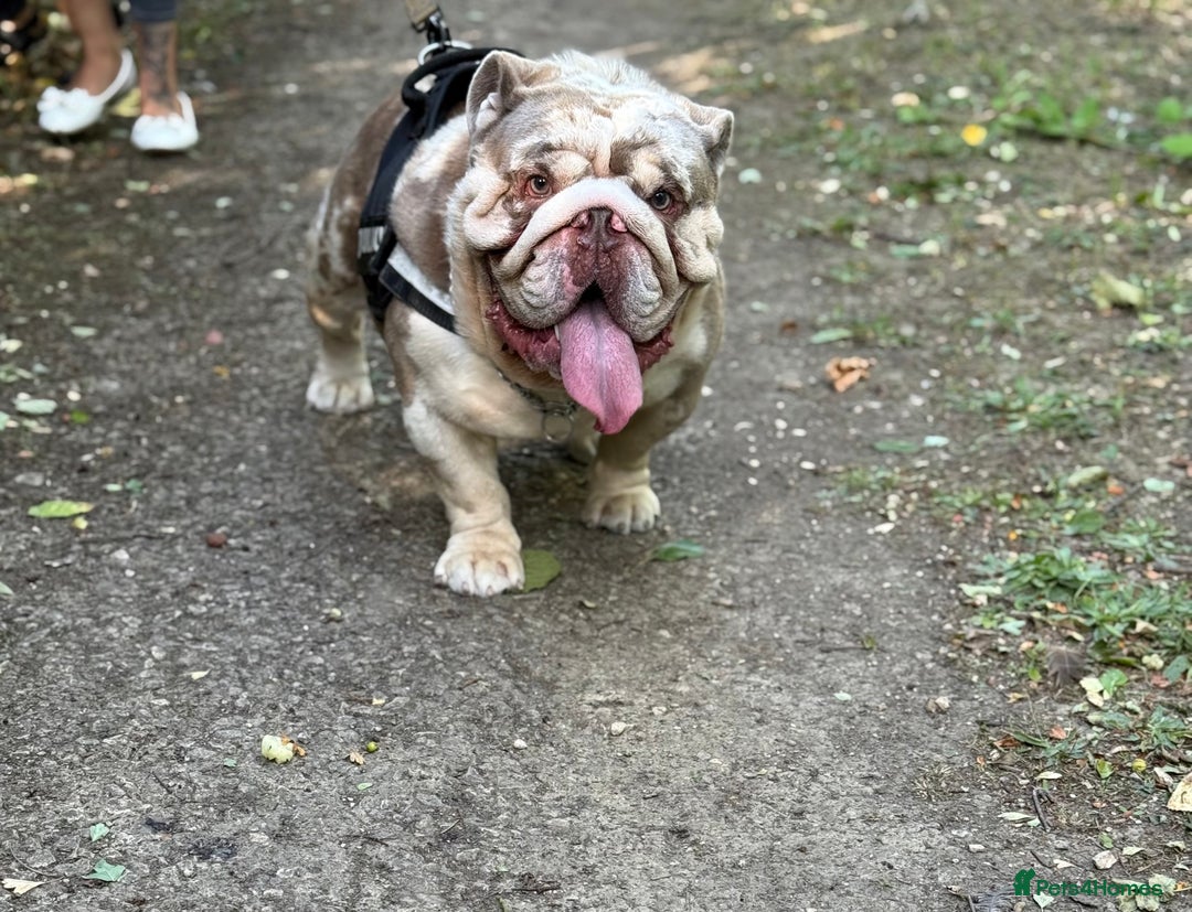 English Bulldog dogs for stud: Grizzly ready to stud  - Image 20