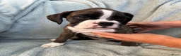 Boxer dogs for sale: KC Registered Boxer Puppies - health tested - Advert 1