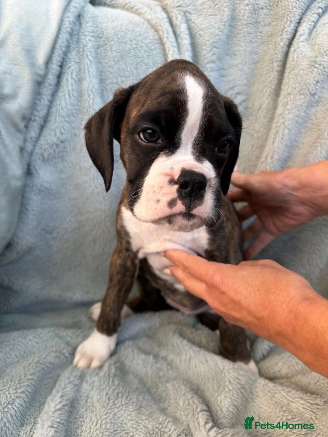 Boxer dogs for sale: KC Registered Boxer Puppies - health tested - Advert 1