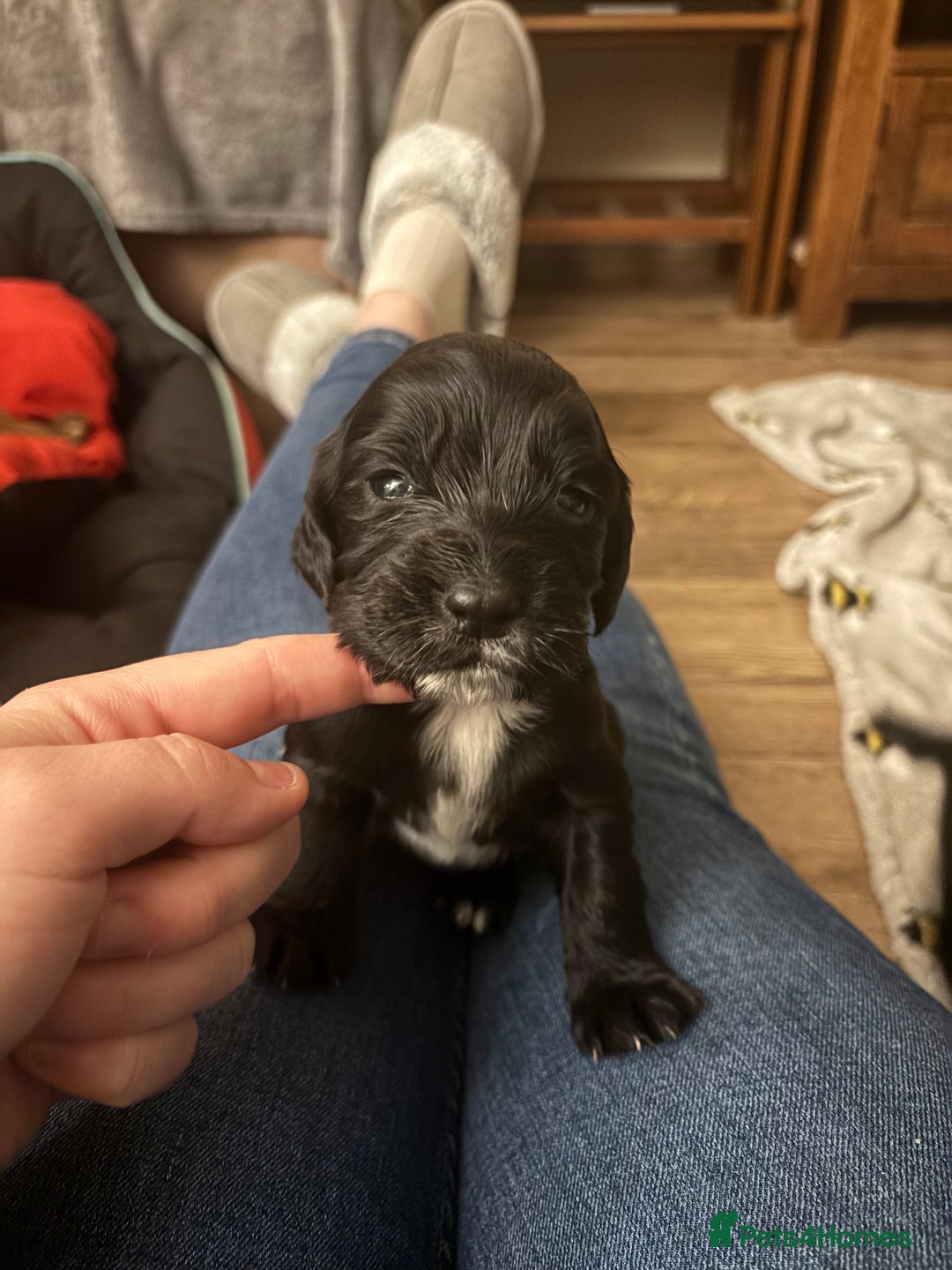 Cocker Spaniel dogs for sale: Working Cocker Spaniel Pups - Advert 5