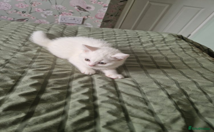 British Shorthair cats - Advert 1