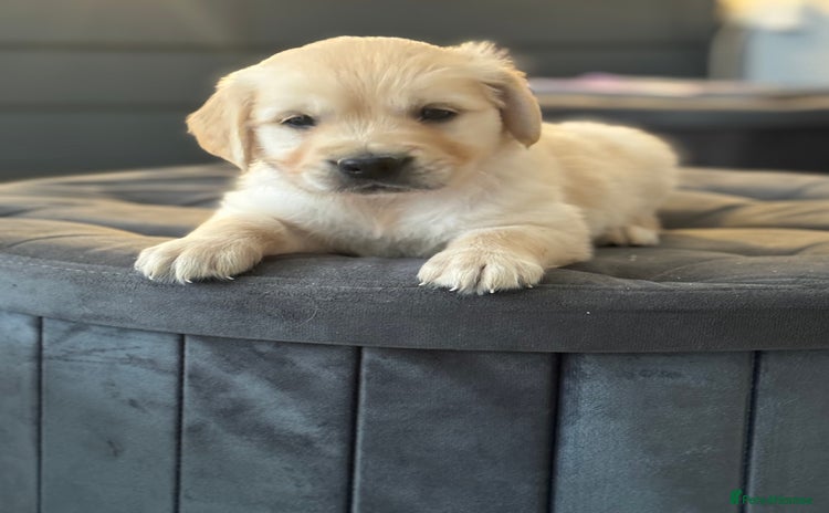 Golden Retriever dogs - Advert 2