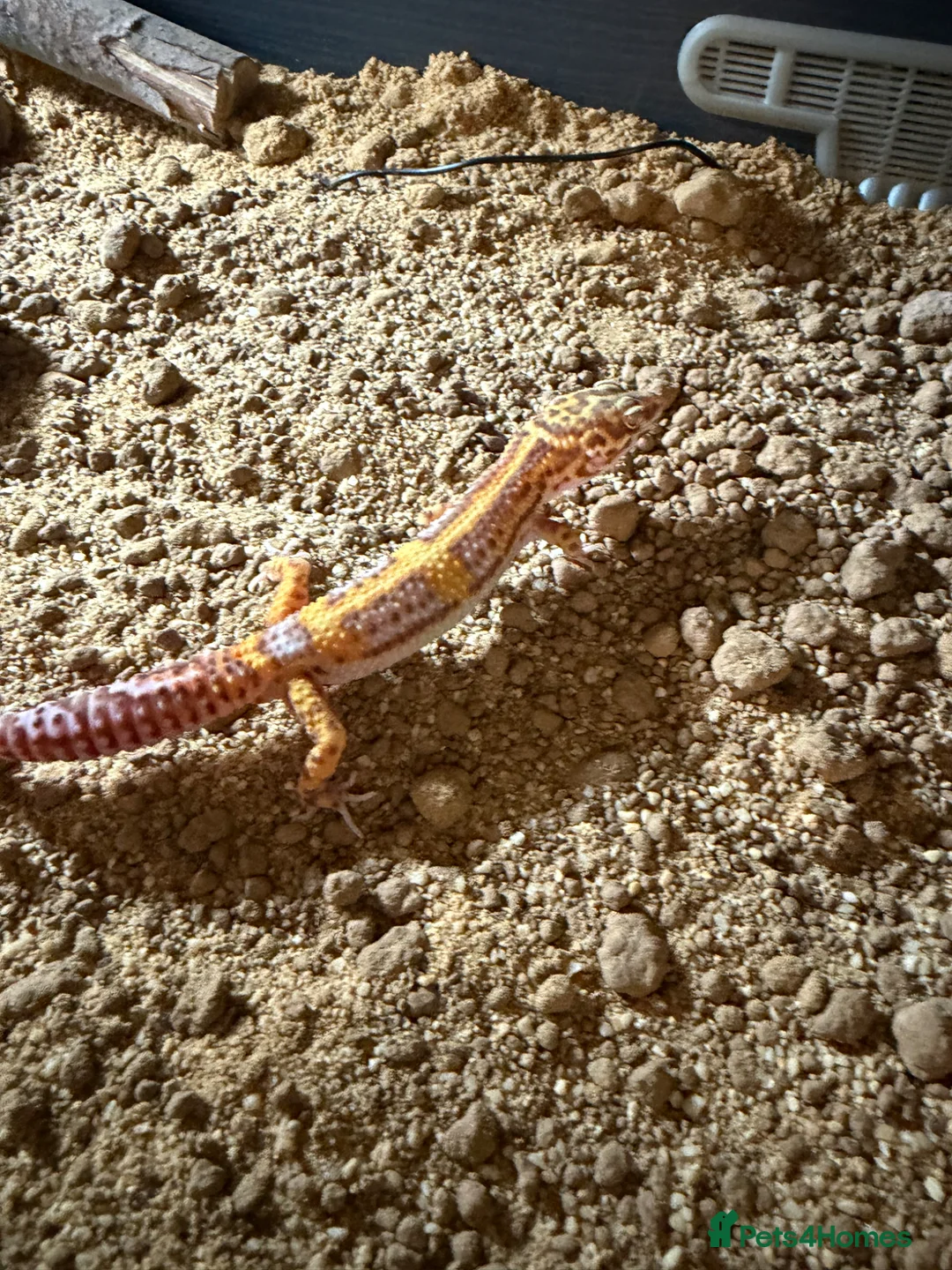 Gecko reptiles for sale: Jungle bell albino gecko in Braintree - Advert 2