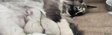 Ragdoll 1