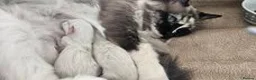 Ragdoll cats for sale: 🐾 🐾Beautiful Home-Reared Ragdoll Kittens 🐾 🐾 in Warrington - Advert 7
