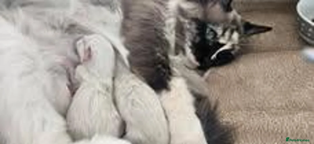 Ragdoll cats for sale: 🐾 🐾Beautiful Home-Reared Ragdoll Kittens 🐾 🐾 in Warrington - Advert 7