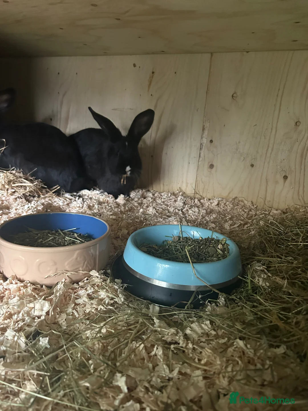 Continental Giant rabbits for sale: Black vm continental giant female  - Advert 1