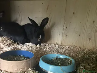 Continental Giant rabbits Black vm continental giant female - Advert 17